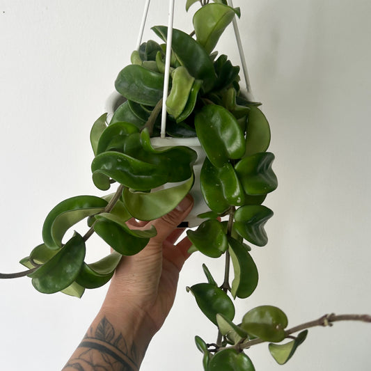 Rope Hoya (Carnosa compacta) 5” hanging basket