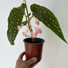 Load image into Gallery viewer, Begonia Maculata 4” pot
