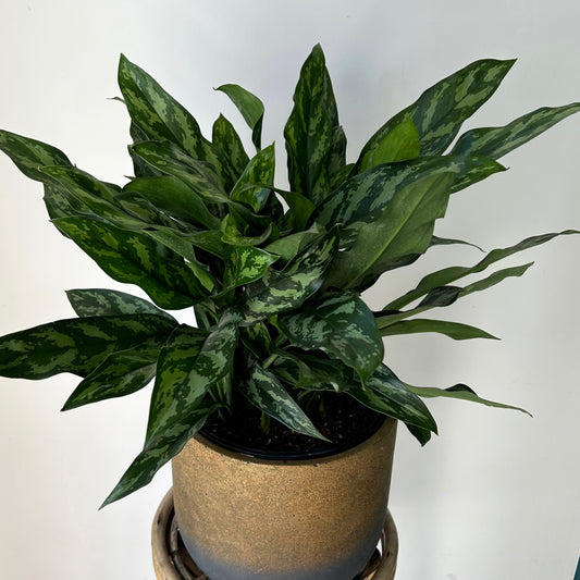 Aglaonema “Tigress" approximately  2ft tall in 8”pot