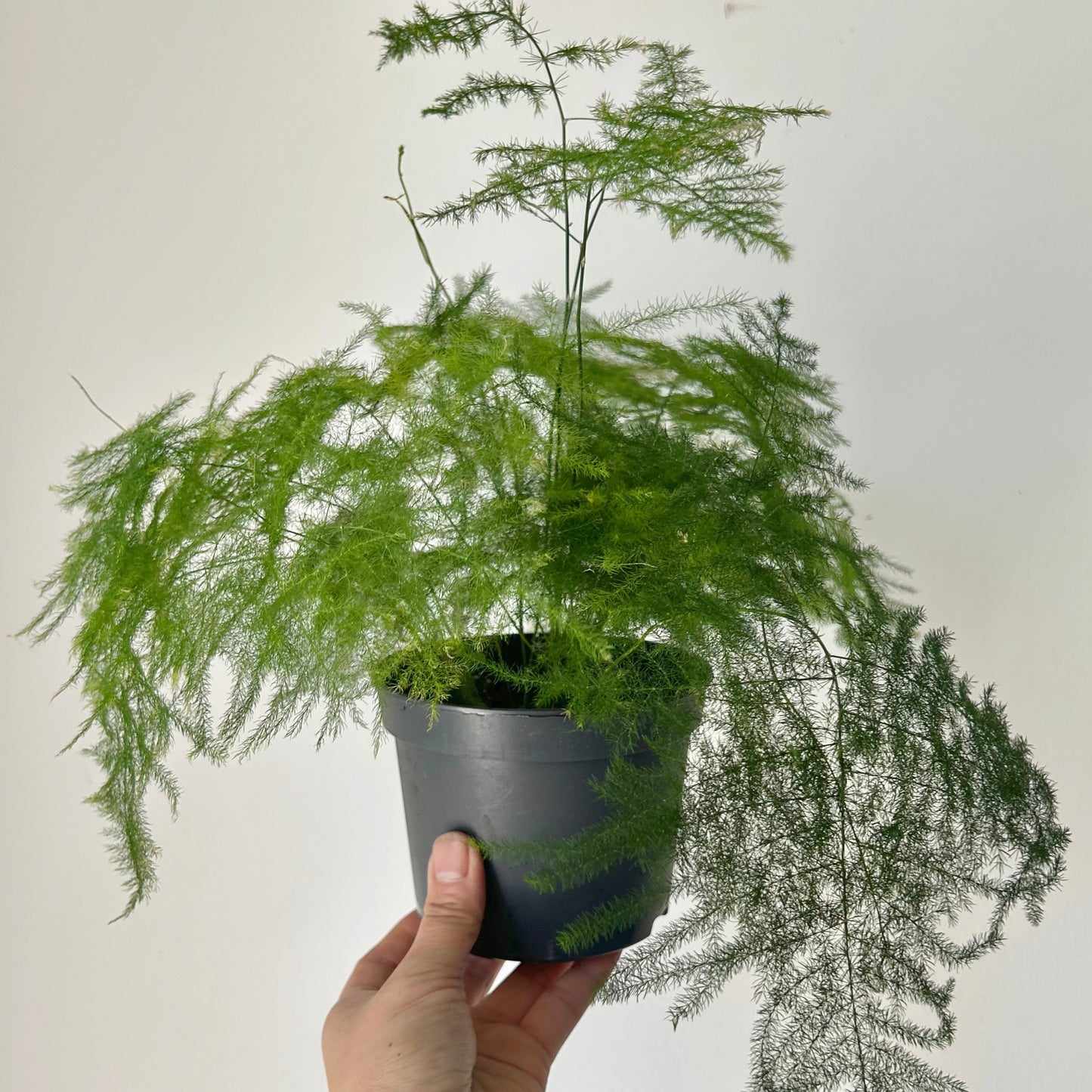 Common Asparagus Fern Plumosa 5” pot
