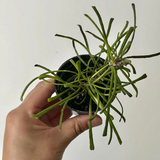 Hoya Retusa 2.5” pot