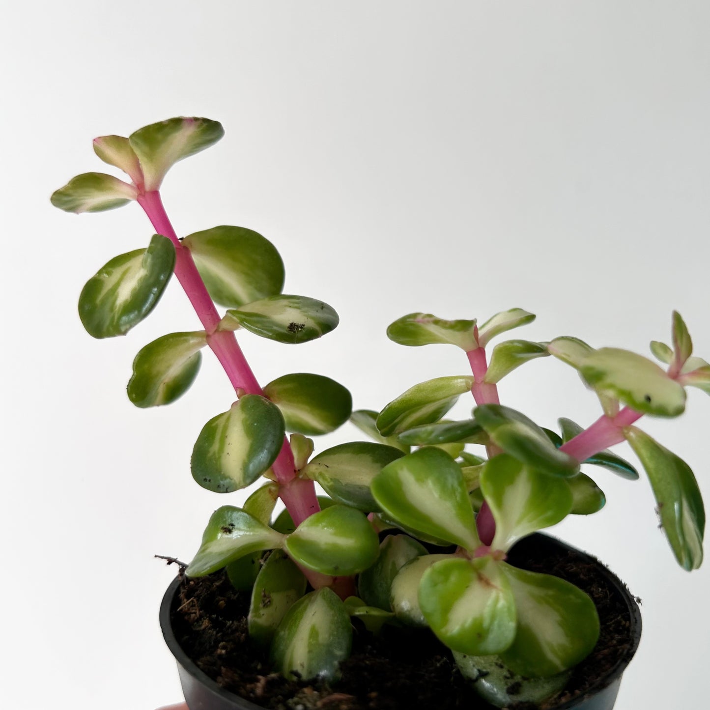 Variegated Elephant Bush Succulent  (Portulacaria Mediopicta) 2.5”pot