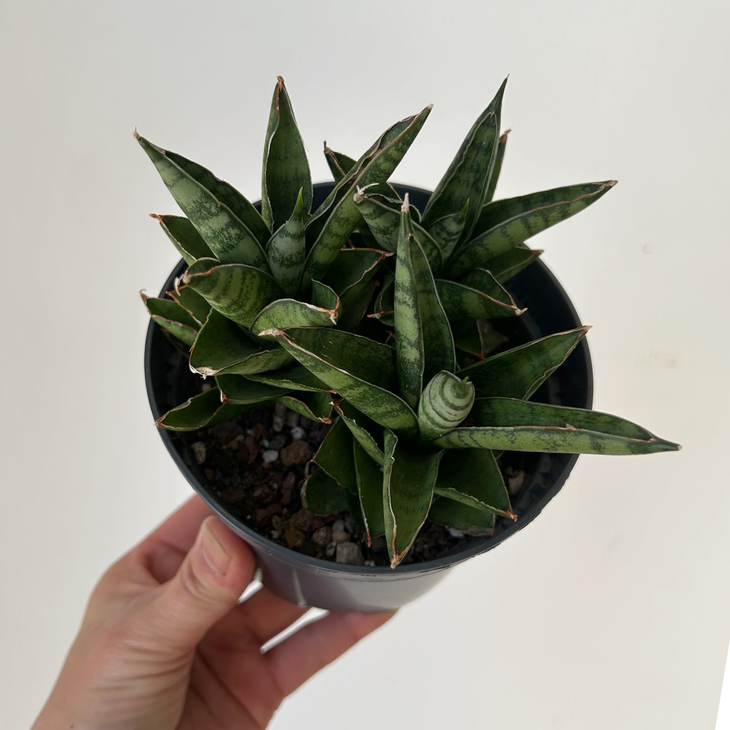 Sansevieria francisii 5”pot