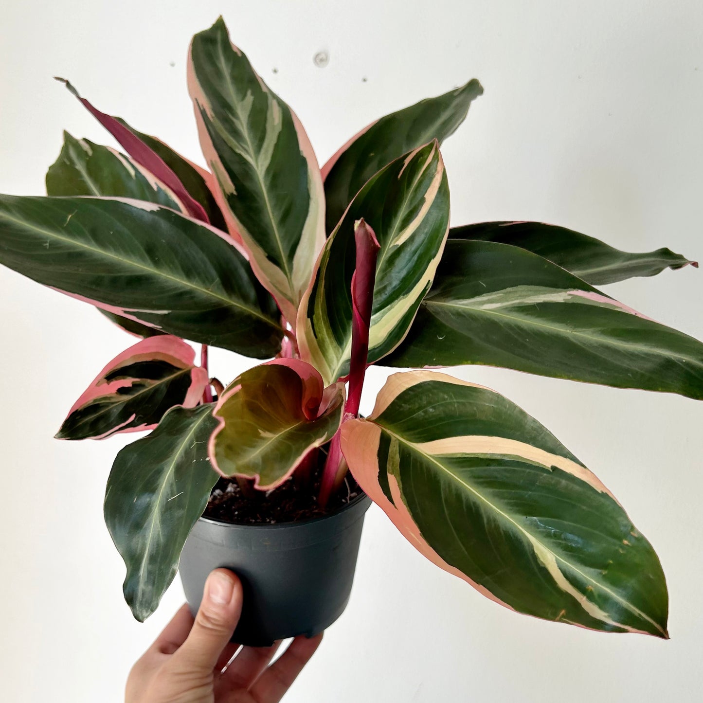 Calathea Stromanthe Triostar 5”pot