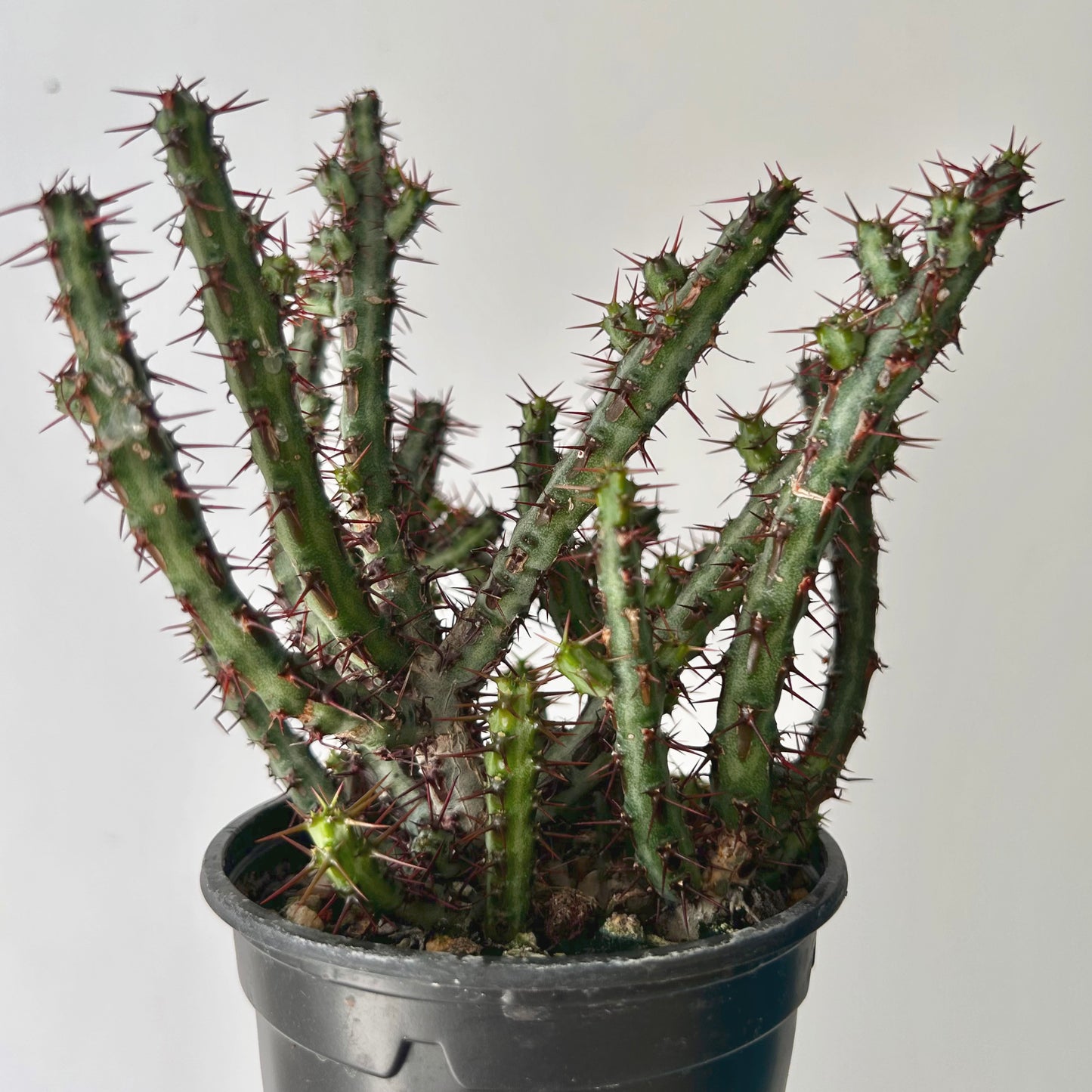Euphorbia aeruginosa 3.5” pot