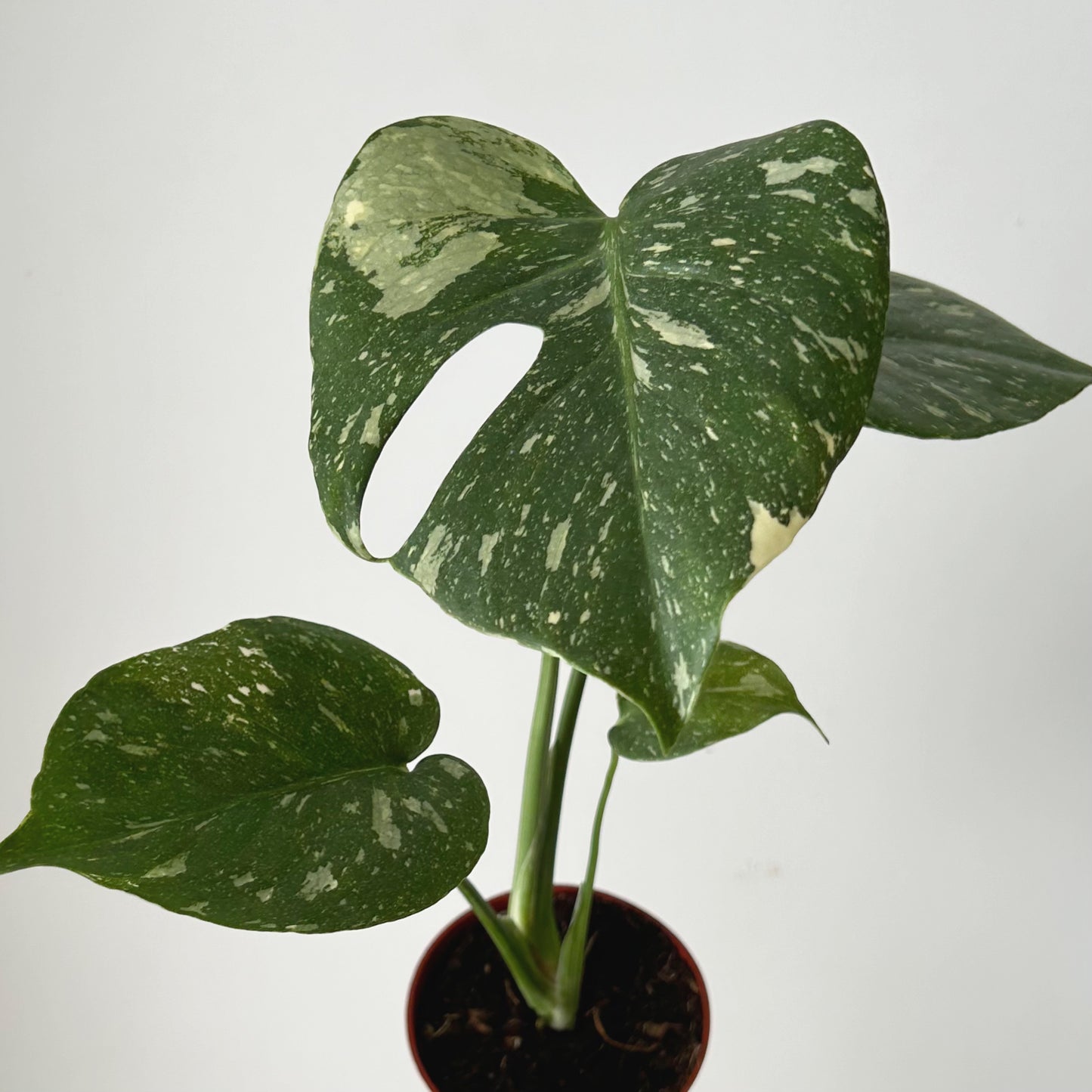 Monstera “Thai Constellation" 3.5”pot
