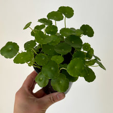 Load image into Gallery viewer, Marsh Pennywort 3.5” pot
