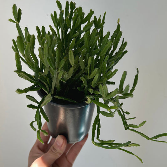 Rhipsalis Ewaldiana 4” pot