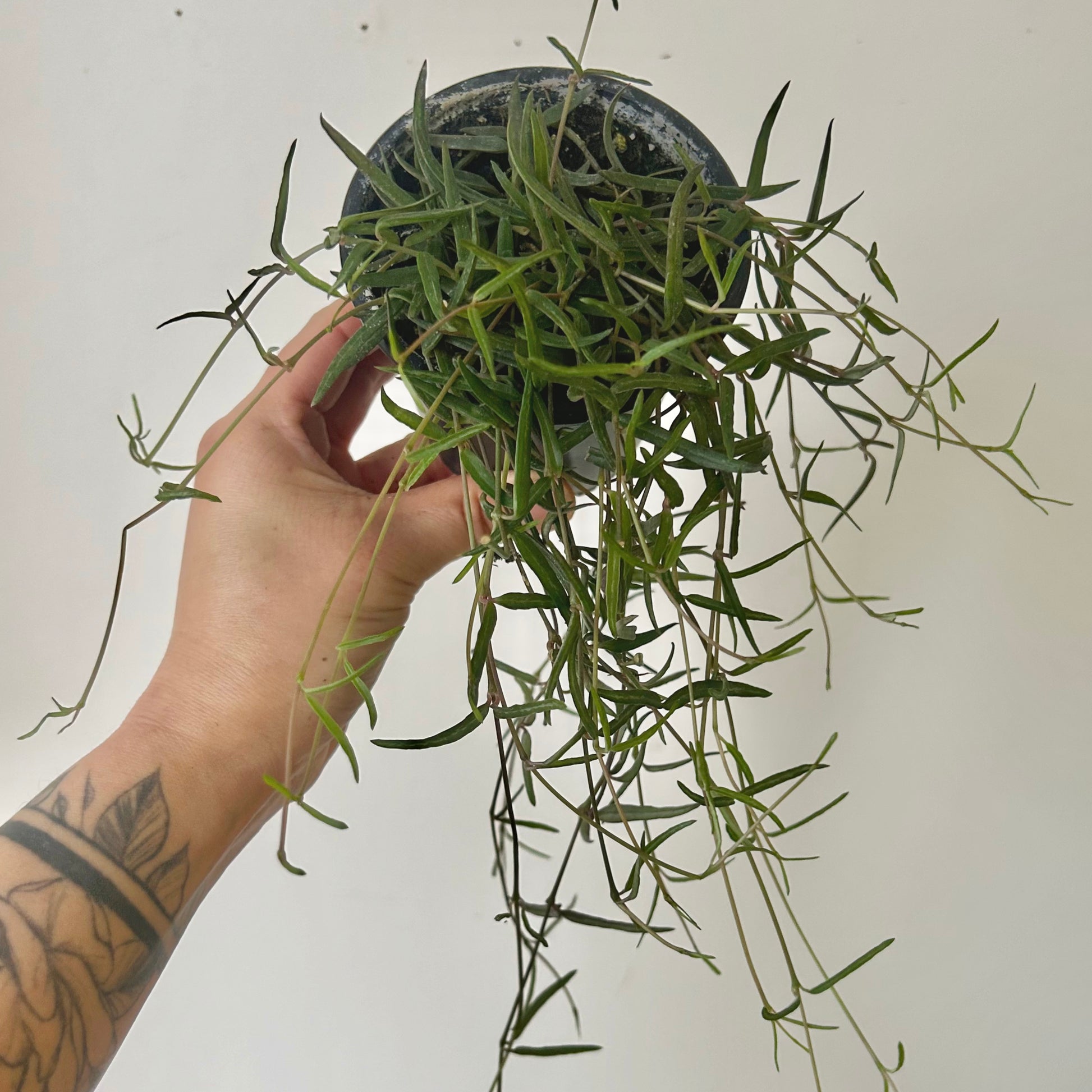 string of needles succulent String of Needles (Ceropegia linearis) 3.5” pot – House of Plants