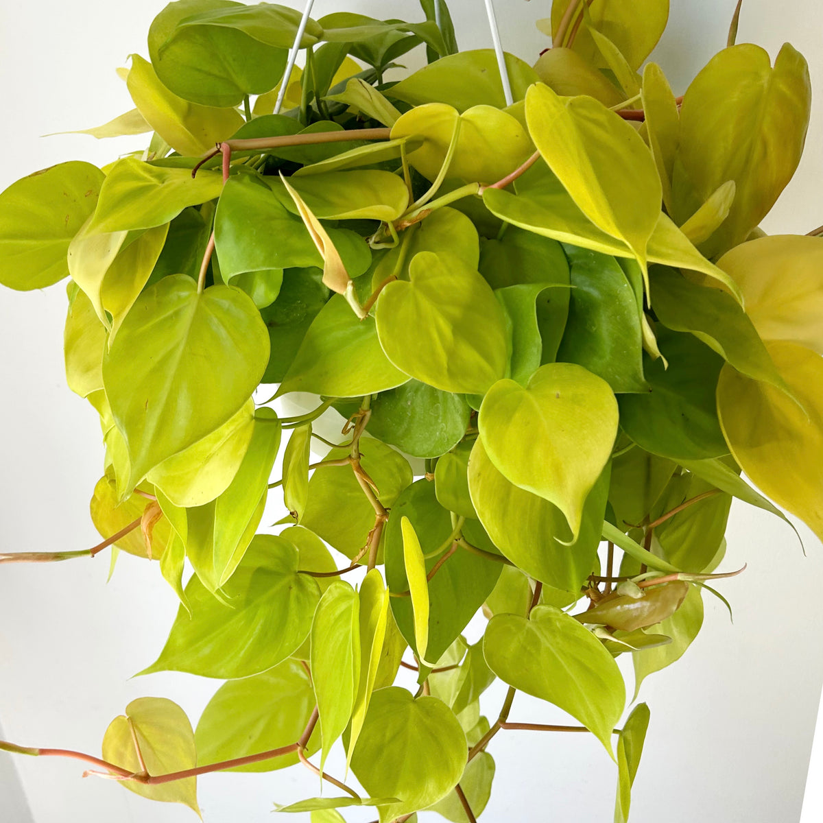 Philodendron 'Lemon Lime' 8” Hanging Basket