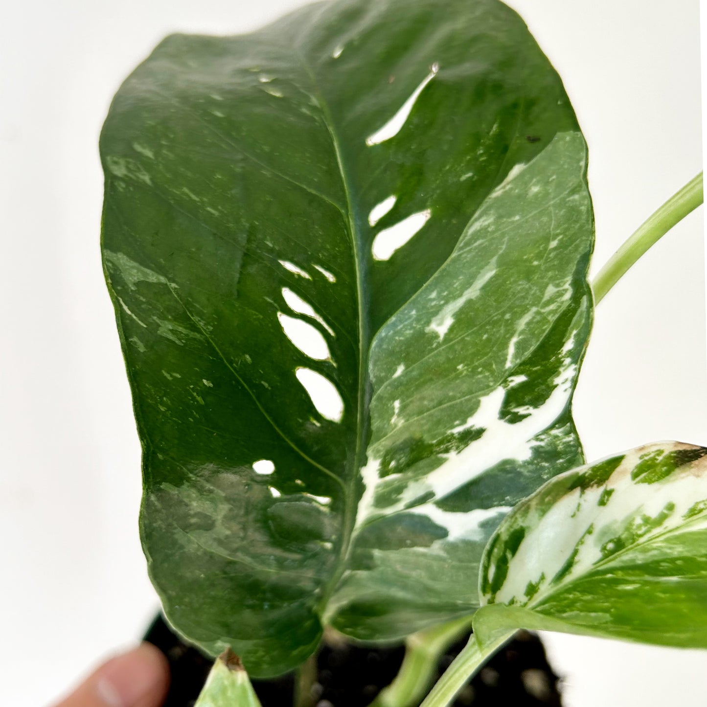 Epipremnum Pinnatum "Albo Variegata" 4" pot