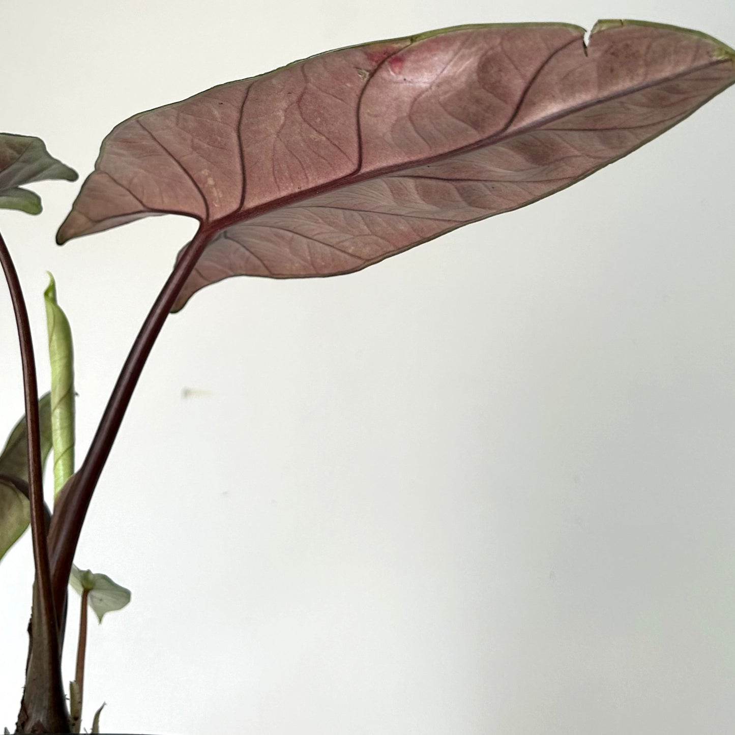 Alocasia scalprum 6” pot
