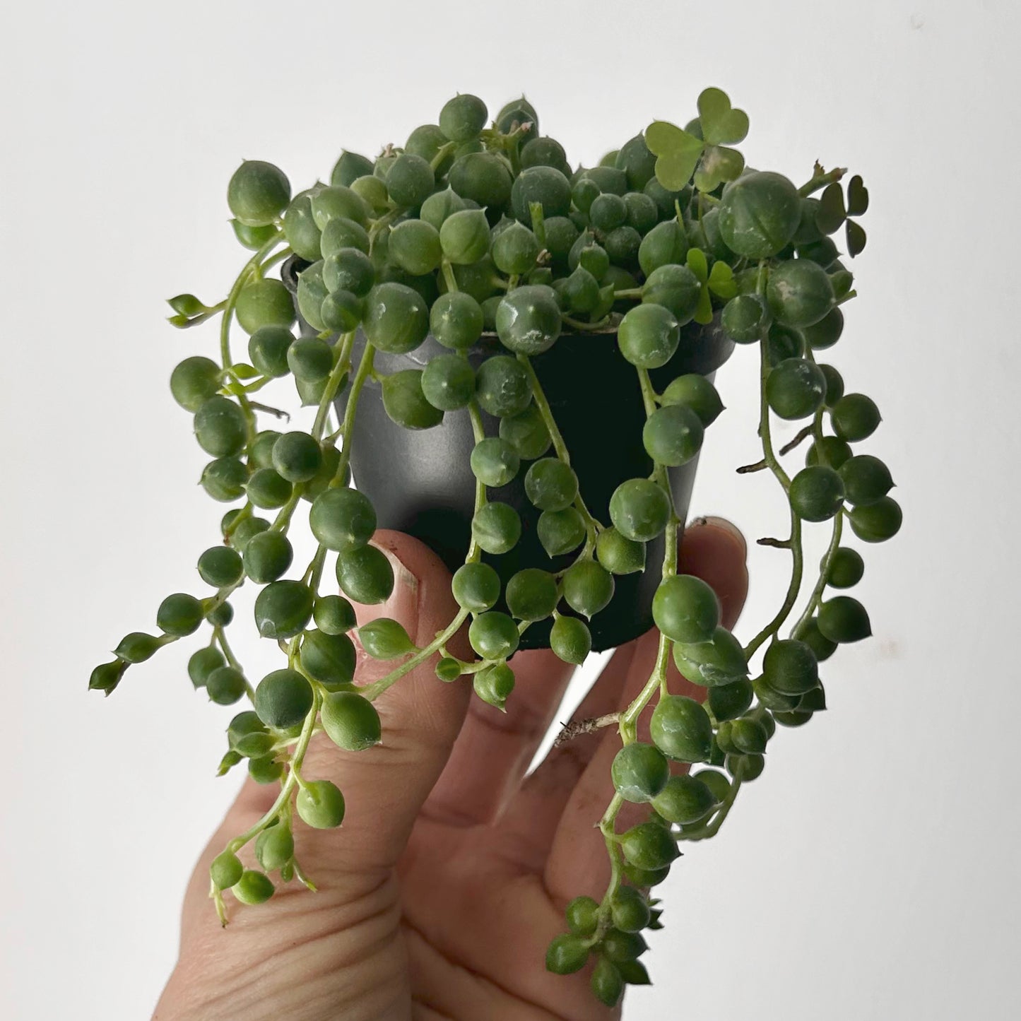 String of Pearls (Senecio Rowleyanus) 2.5” pot