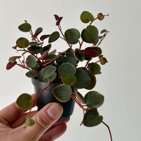 Peperomia “Ruby Cascade” 2.5” pot