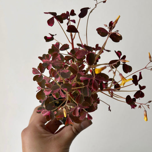 Oxalis vulcanicola “Plum Crazy” 2.5”pot