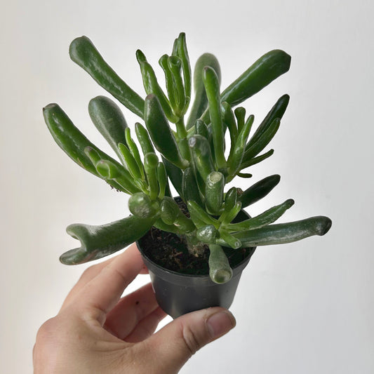 Crassula ovata "Hobbit Jade"  2.5" pot