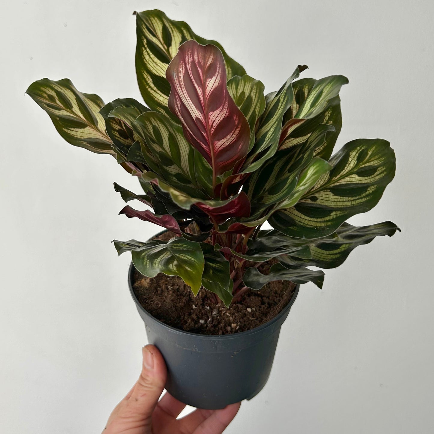 Calathea “Peacock” (Makoyana) 5”pot