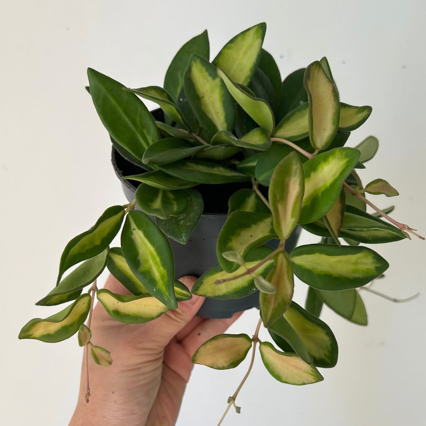 Hoya sp. aff. burtoniae variegated 4” pot