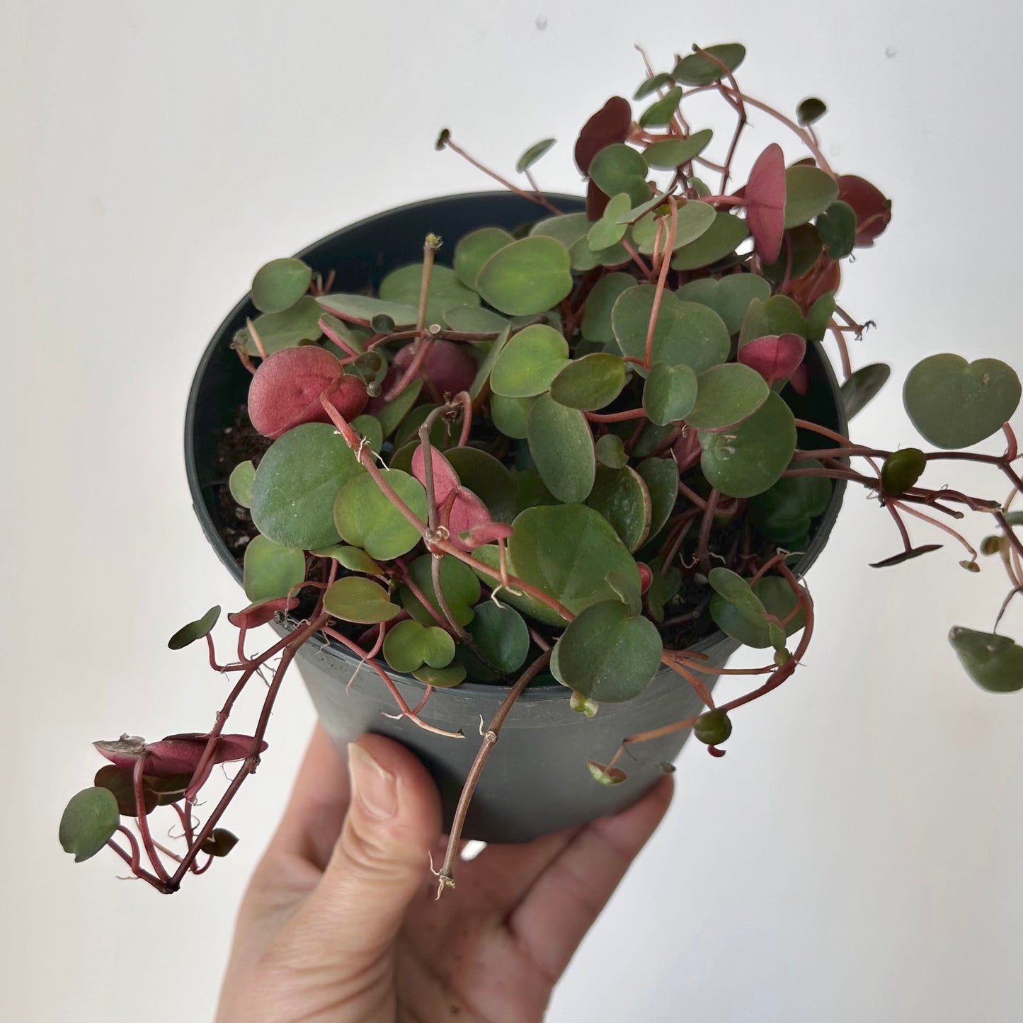 Peperomia “Ruby Cascade” 5” pot