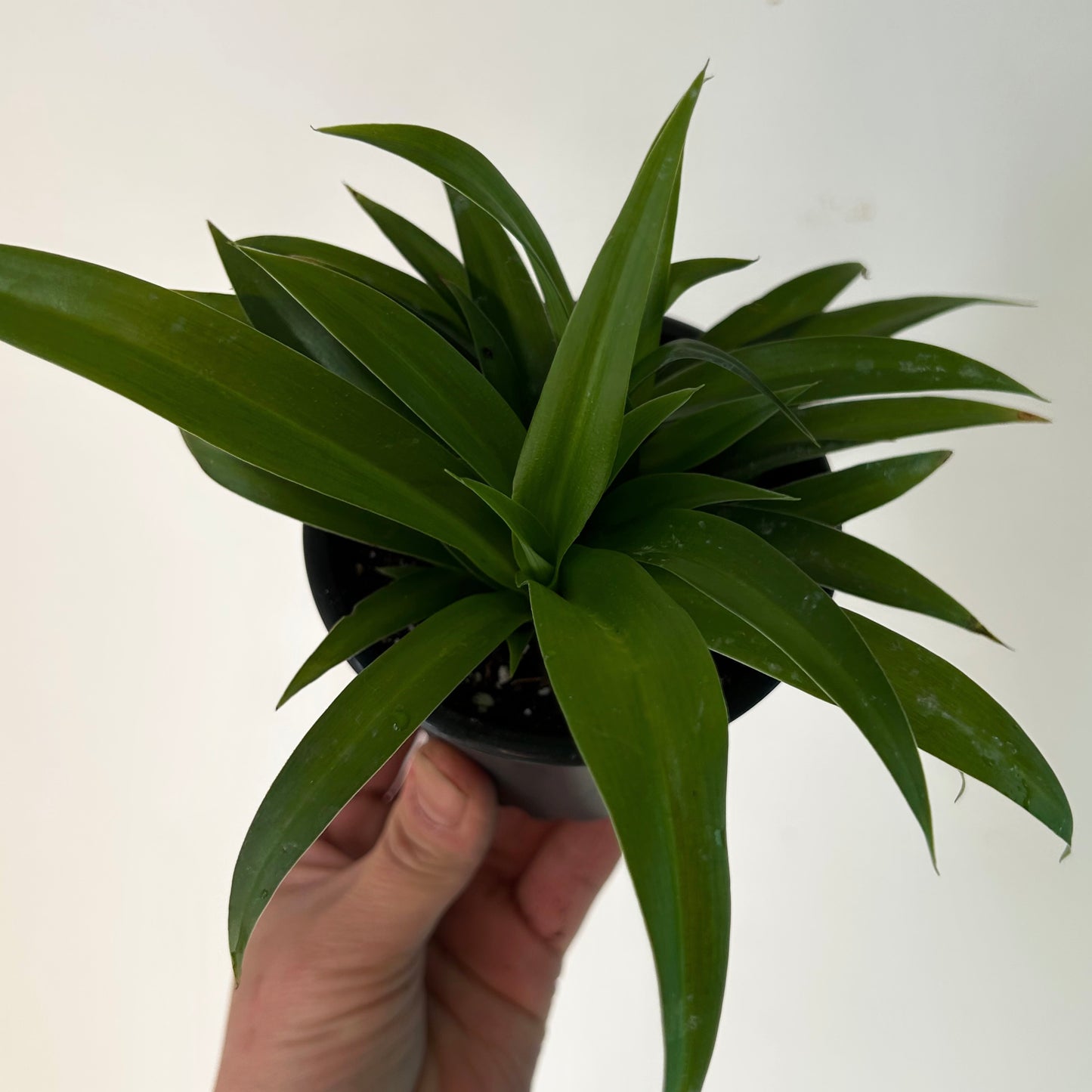 Spider Plant (Green) 3.5”pot