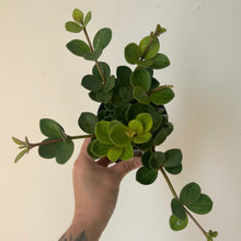 Load image into Gallery viewer, Peperomia “Hope” 3.5”pot
