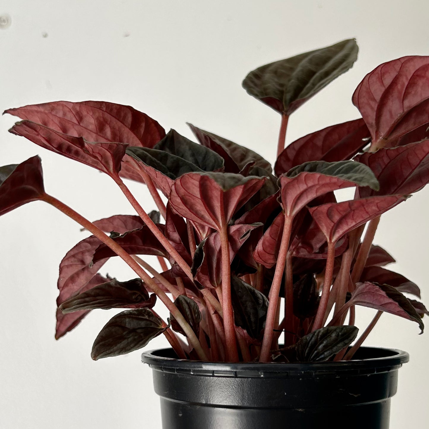 Peperomia caperata “Santiago” 4”pot