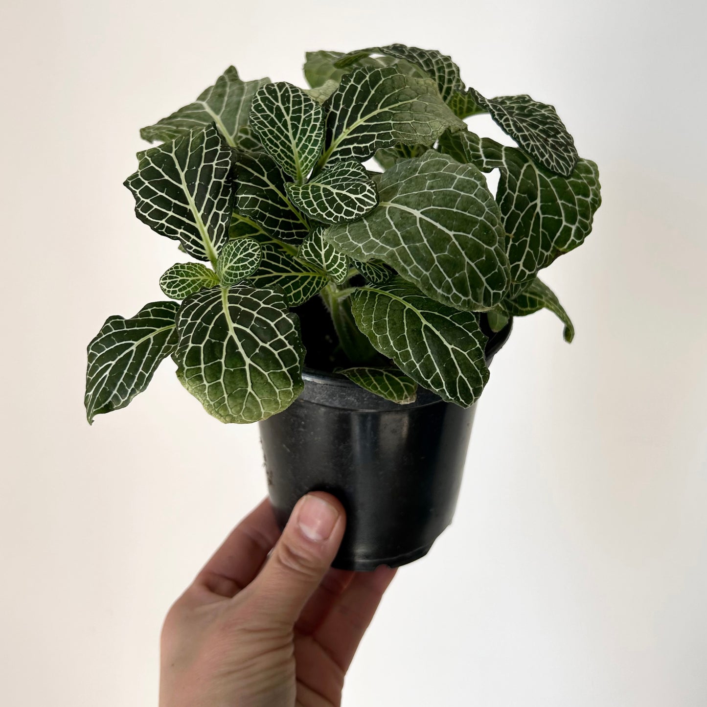 Nerve Plant (Fittonia) 4”pot