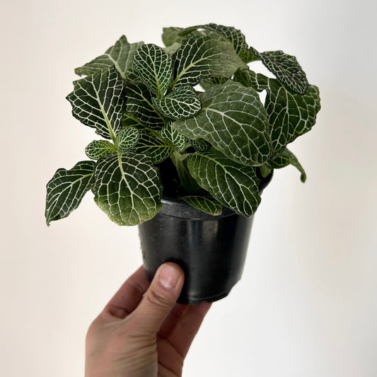 Nerve Plant (Fittonia) 4”pot