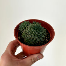 Load image into Gallery viewer, Chinese Jade &quot;Cristata&quot;  (Sinocrassula Yunnanensis) 3.5”pot
