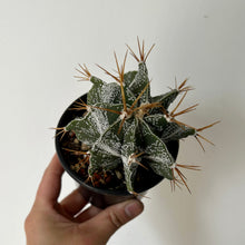 Load image into Gallery viewer, Monk&#39;s hood cactus (Astrophytum ornatum ) 4”pot
