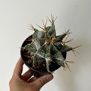 Monk's hood cactus (Astrophytum ornatum ) 4”pot