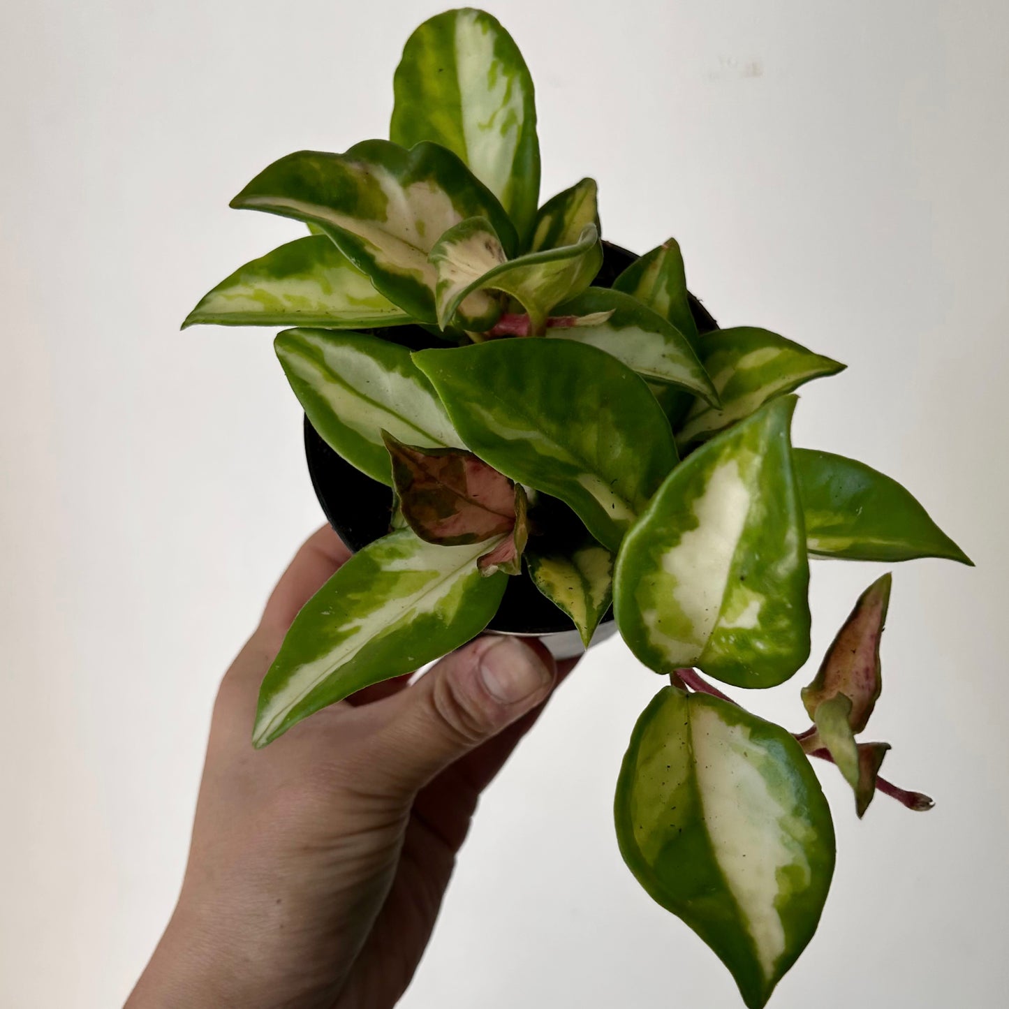 Hoya carnosa Tricolour “Krimson Princess” 3.5" pot