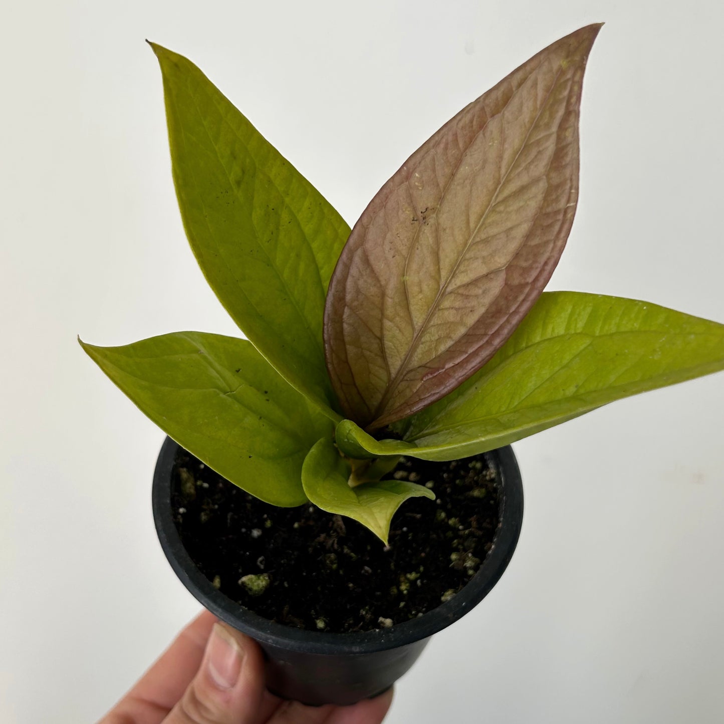 Anthurium Jenmanii Gold 3.5”pot