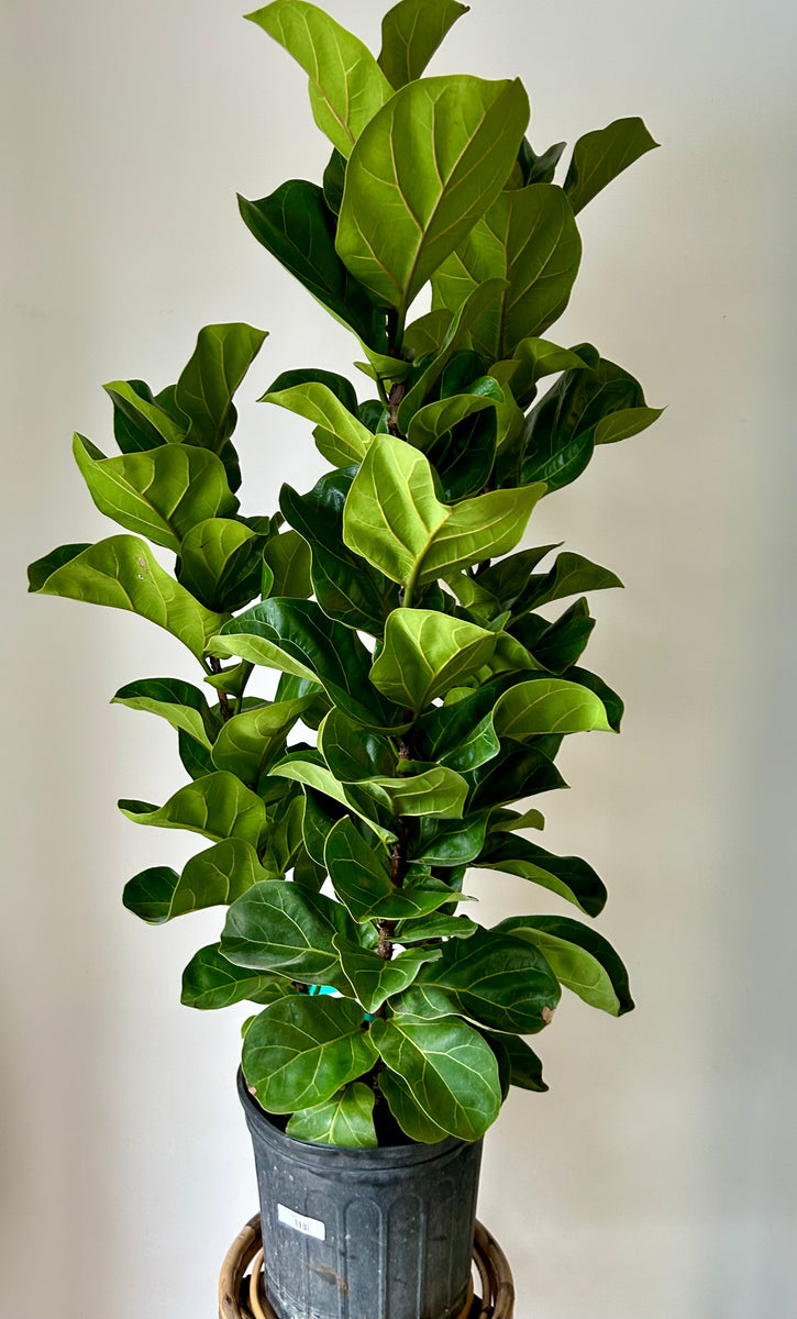 Fiddle Leaf Fig Small-Leaf Column( Ficus Lyrata) approximately 4ft tal ...