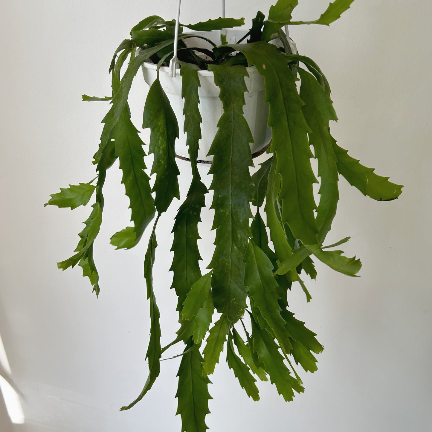 Snowdrop Cactus (Lepismium houlletianum) 6" hanging basket
