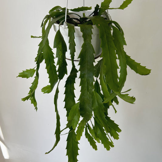 Snowdrop Cactus (Lepismium houlletianum) 6" hanging basket
