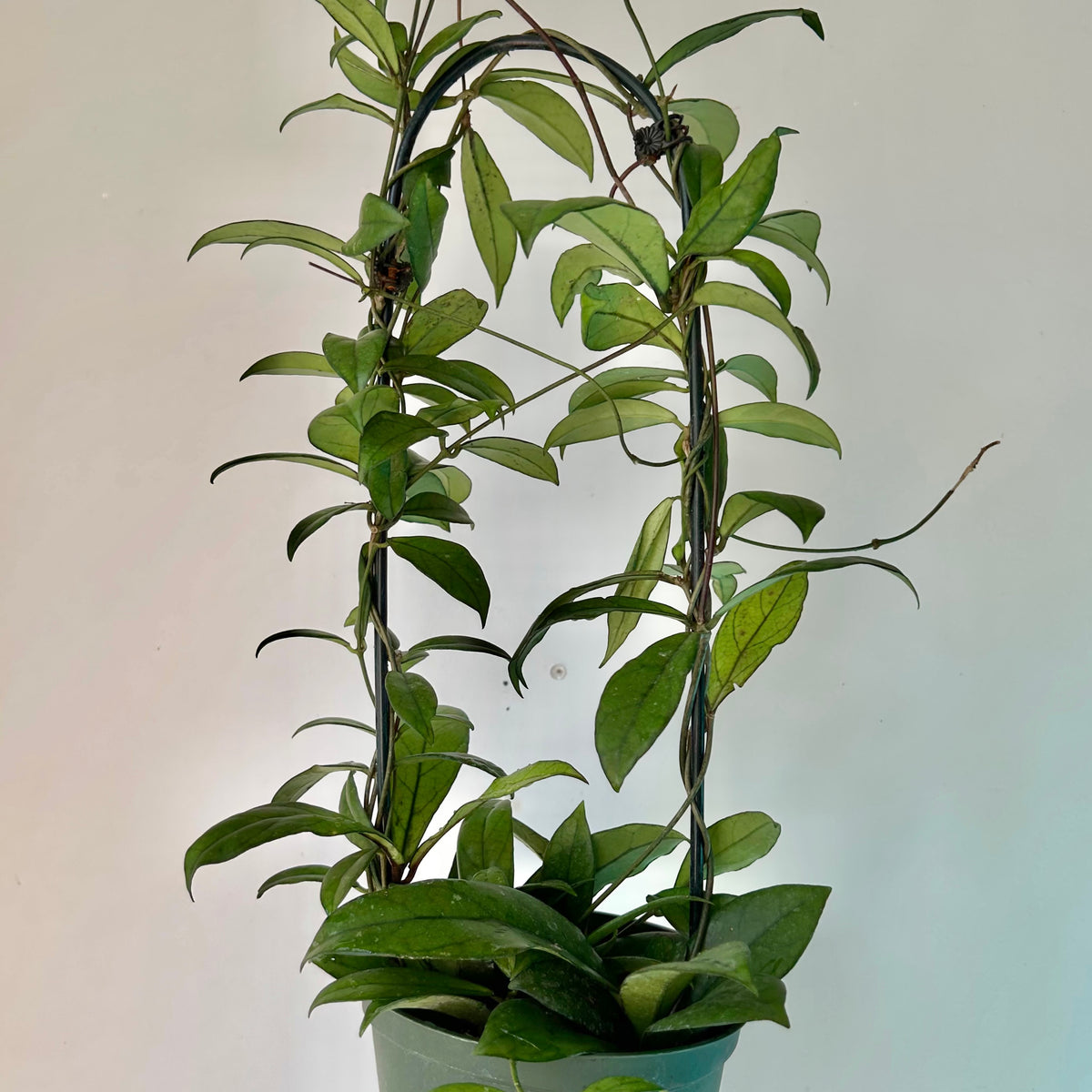 Hoya Crassipetiolata on trellis 6”pot
