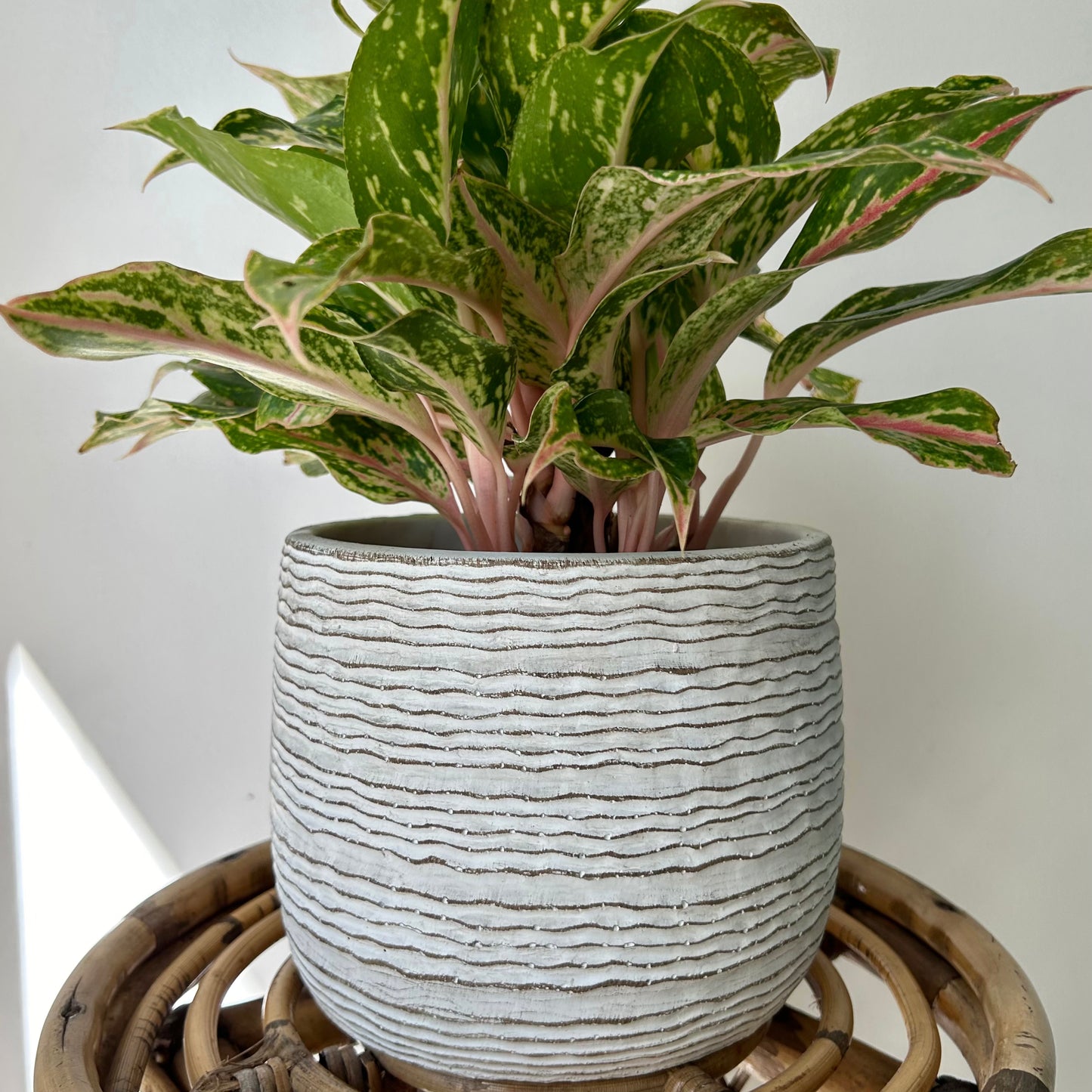 HARLEY Decorative cement pot (horizontal stripes) available in two sizes