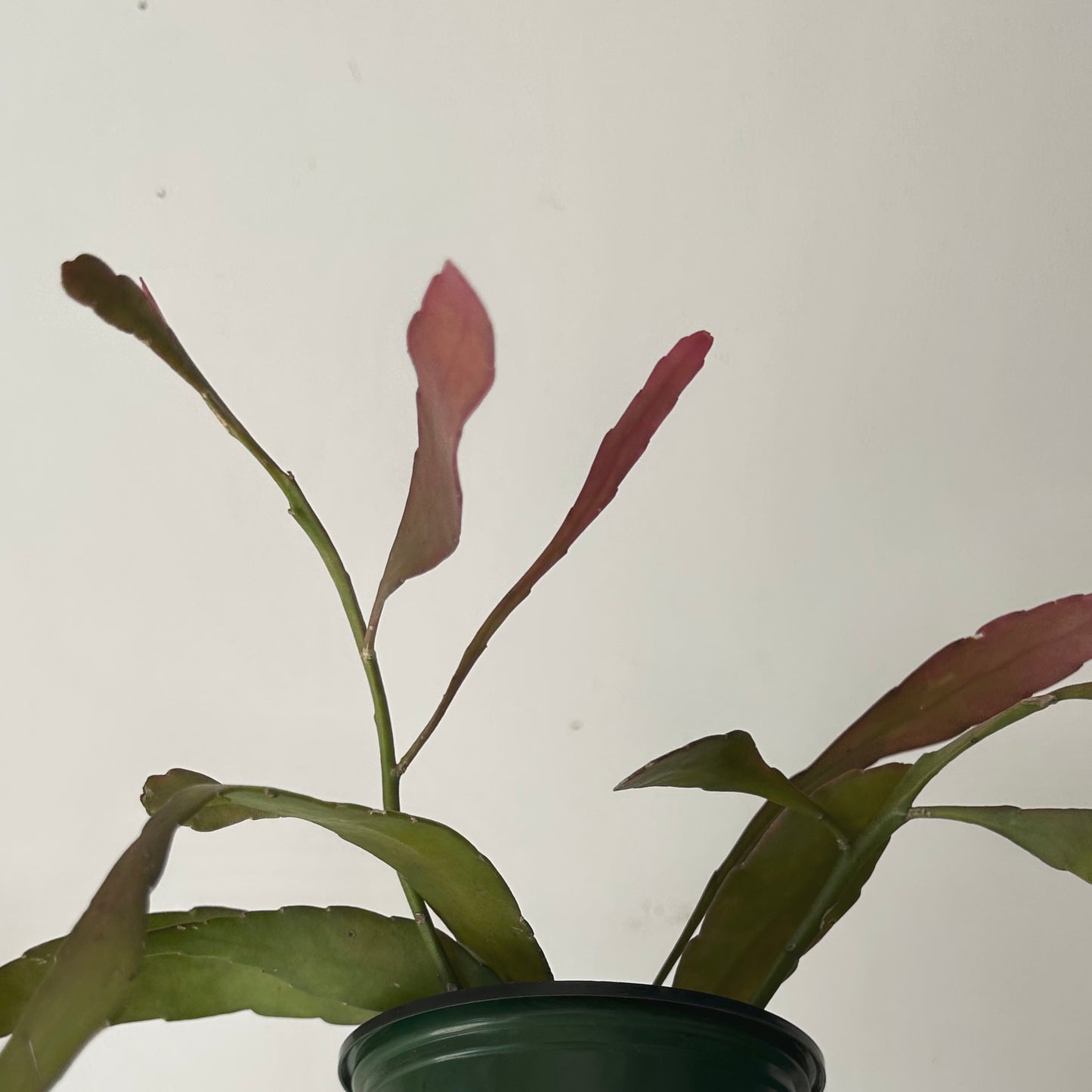 Kimnachia ramulosa 3.5” pot