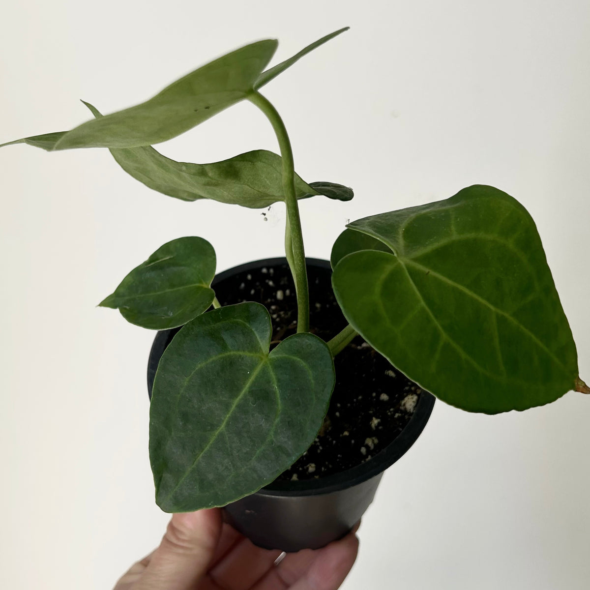Anthurium Clarinervium 3.5”pot