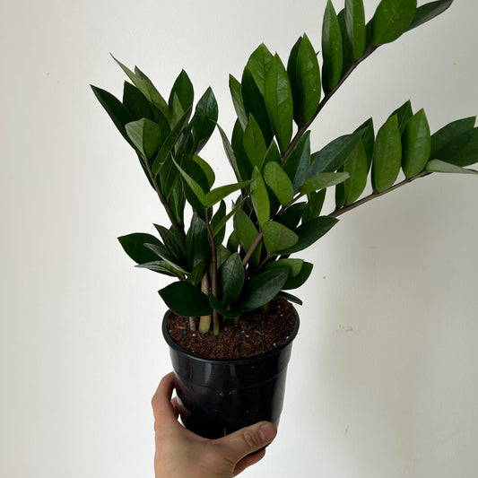 ZZ Plant (Zamioculcas Zamiifolia) 5”pot