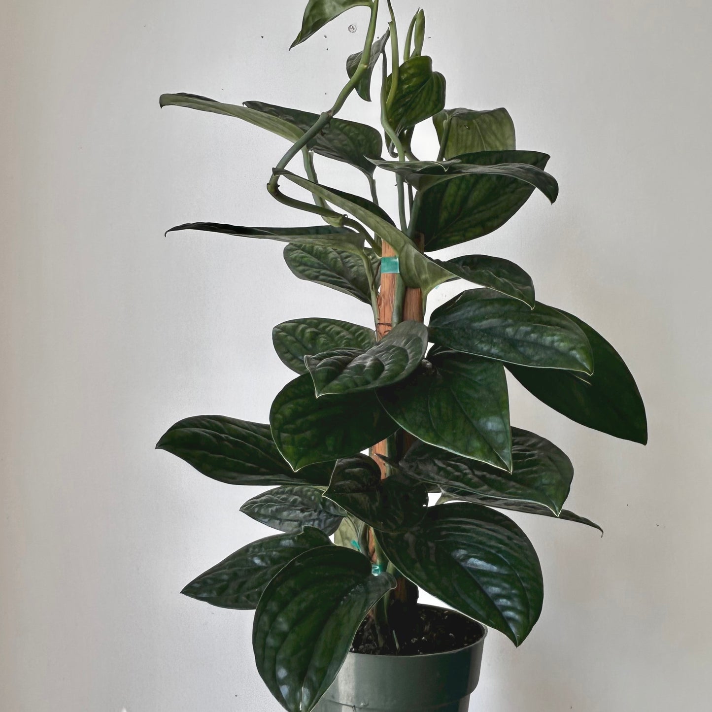Monstera Peru (Karstenianum) approximately 2ft tall on wood plank 6” pot