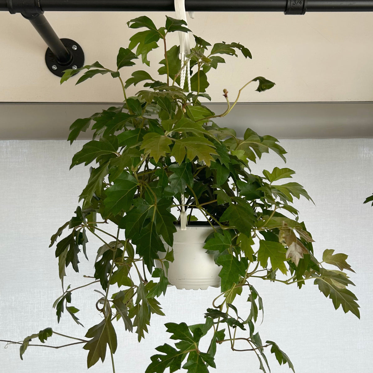 Grape Ivy (Cissus rhombifolia) 6” hanging basket