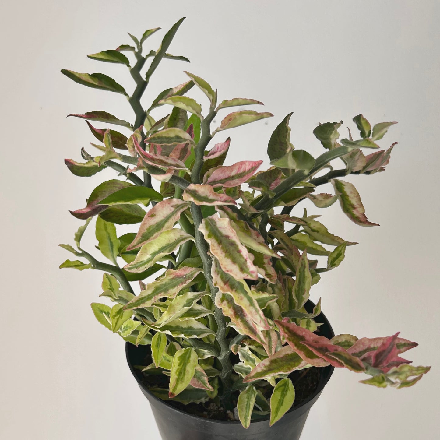Variegated Devil’s Backbone Succulent (Euphorbia tithymaloides)