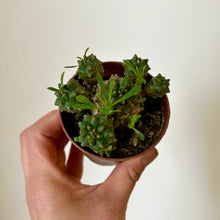 Load image into Gallery viewer, Euphorbia bupleurifolia x susannae 3” pot
