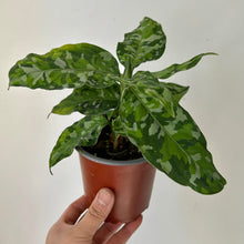 Load image into Gallery viewer, Aglaonema &quot;Pictum Tricolor&quot; 4” pot
