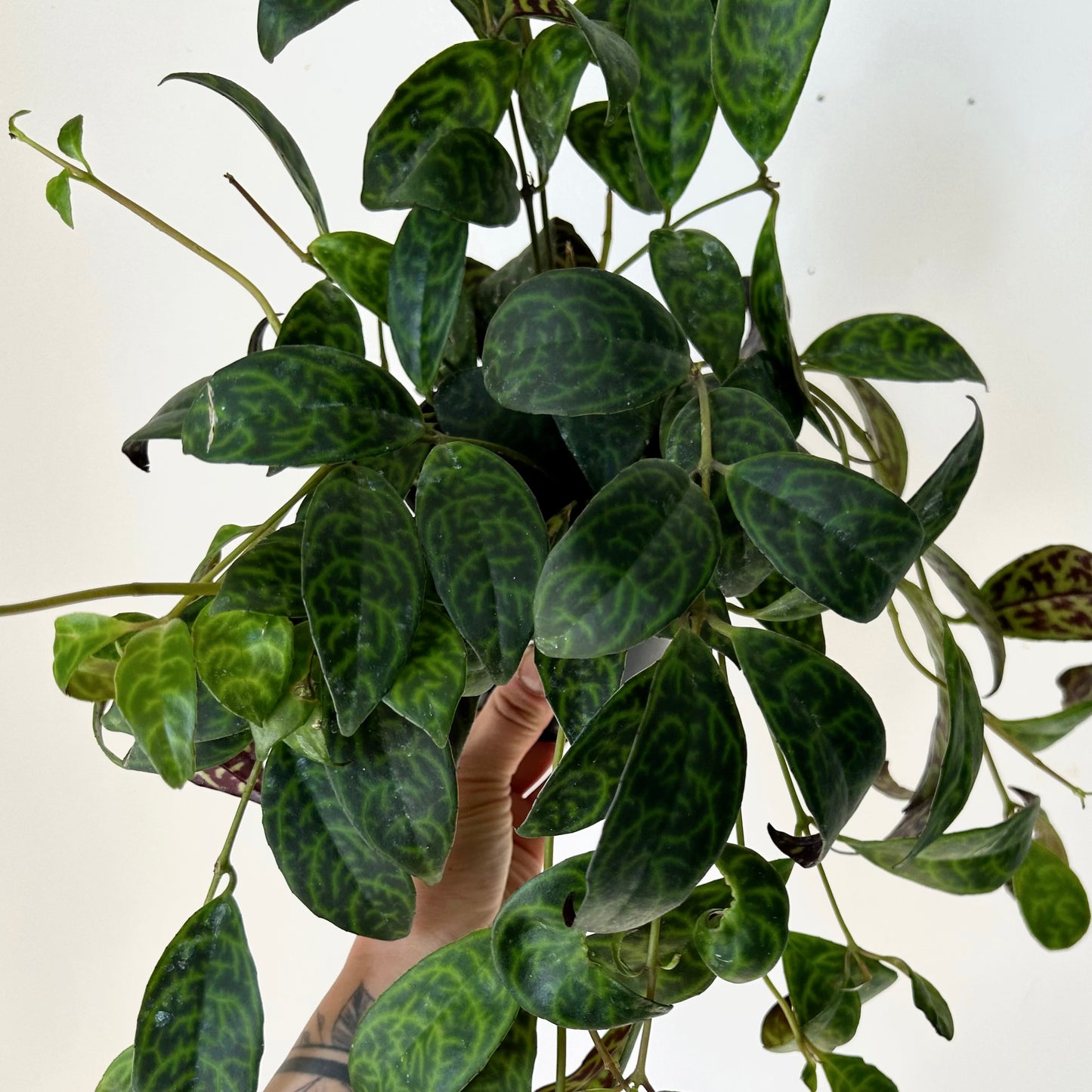 Black Pagoda Lipstick Vine 4” pot