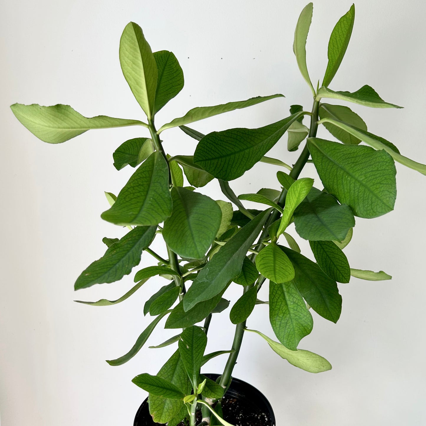 Euphorbia grantii (approximately 2.5 ft tall) in 8”pot