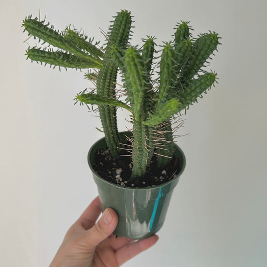 Indian Corn Cob Cactus (Euphorbia mammillaris) 4”pot