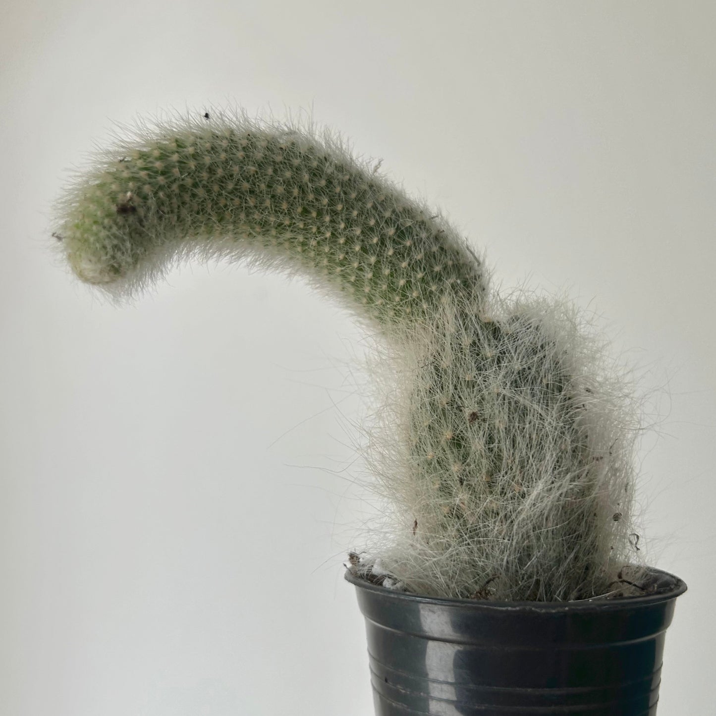 Monkey Tail Cactus (Cleistocactus colademononis) 2.5” pot